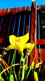 Close-up of yellow flowers