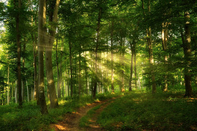 Trees in forest