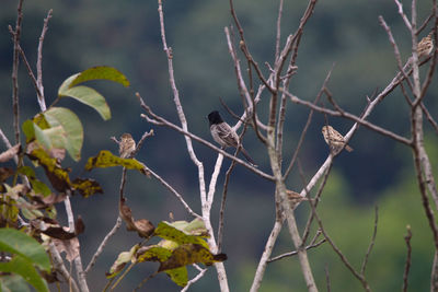 Bird perching on a tree