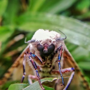 Close-up of insect on leaf