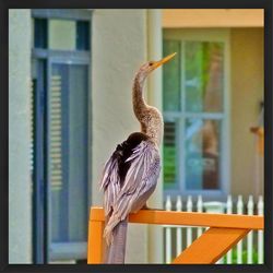 Bird perching on railing