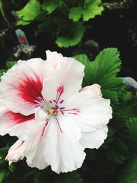 Close-up of pink flower