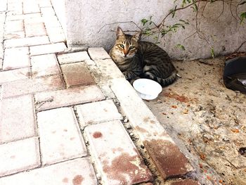 High angle view of cat sitting on footpath