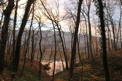 Bare trees in forest against sky