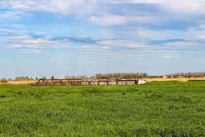Scenic view of agricultural field against sky