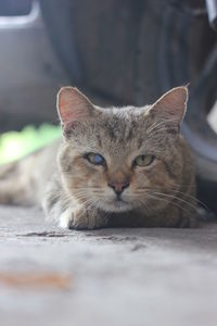 Close-up portrait of a cat