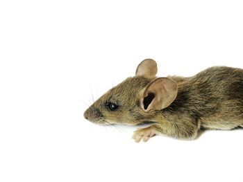 Close-up of a lizard over white background