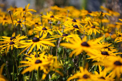Close-up of bee on yellow flowers