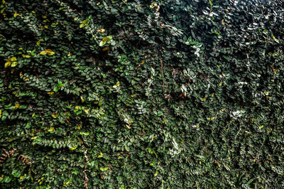 Full frame shot of ivy growing on tree