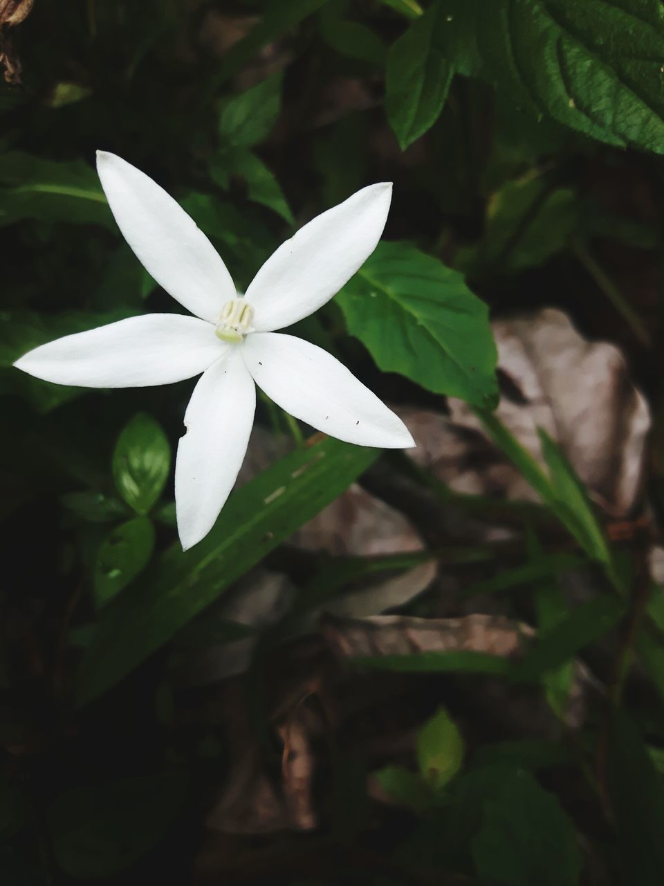 white color, petal, growth, flower, fragility, freshness, nature, flower head, beauty in nature, day, plant, close-up, no people, leaf, periwinkle, outdoors, blooming