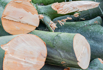 High angle view of logs in forest