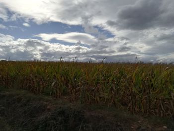 Scenic view of agricultural field against sky