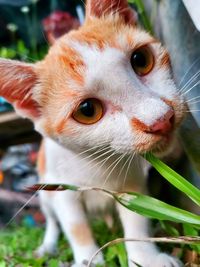 Close-up portrait of a cat