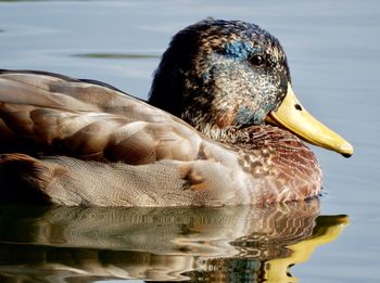 Close-up of a duck in lake