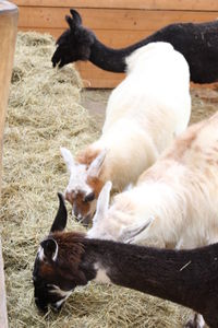 High angle view of cats relaxing on field