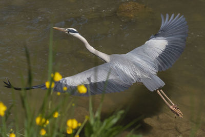 View of a bird flying