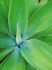 Full frame shot of green leaves on plant