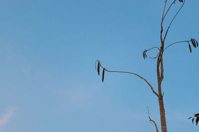 Low angle view of bare tree against clear blue sky