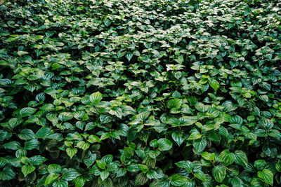 Fresh new green heart shaped leaves of wild betel. wild pepper betel leaf plant