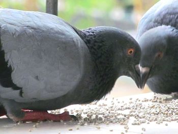 Close-up of birds