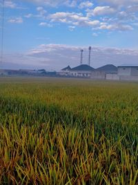 Scenic view of agricultural field against sky