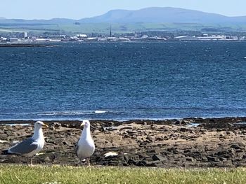 Seagulls perching on shore