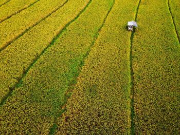 Aerial panorama of agrarian rice fields landscape like a terraced rice fields ubud bali indonesia