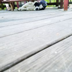 Low section of man on dog