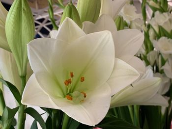 Close-up of white lily