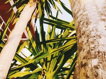 Low angle view of coconut palm tree