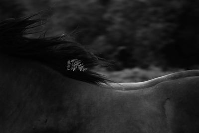 Close-up of woman with horse