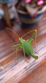 Close-up of grasshopper on wood