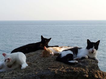 Cats relaxing on sea shore