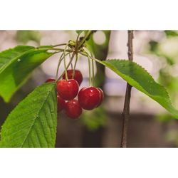 Close-up of red berries on tree