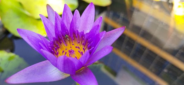 Close-up of purple water lily