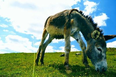 Close-up of donkey grazing on field against sky