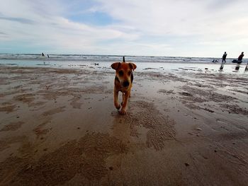 Dog on beach