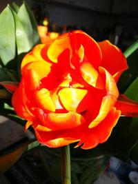 Close-up of orange flowers blooming outdoors