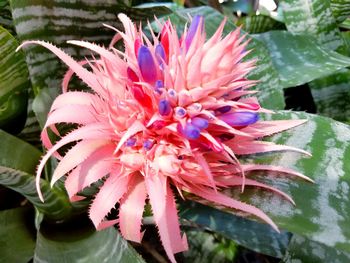 Close-up of pink flower blooming outdoors