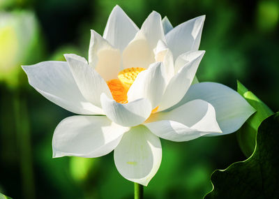 Close-up of white flowering plant