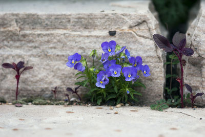 Close-up of purple crocus blooming outdoors