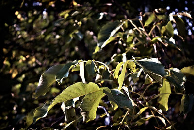 Close-up of leaves growing on plant