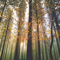 Low angle view of sunlight streaming through trees in forest