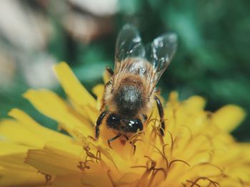 Close-up of bee pollinating on dandelion