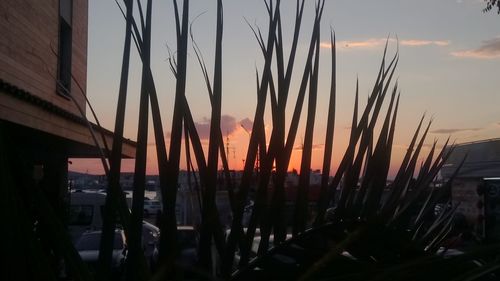 Silhouette plants against sky at dusk