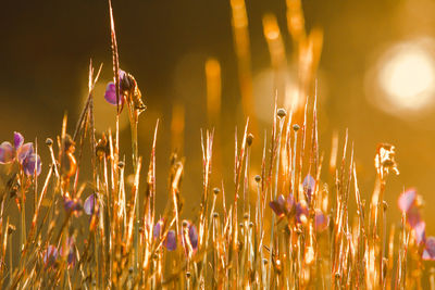 Close-up of purple flowering plants on field