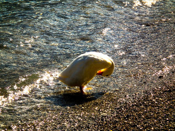 High angle view of duck in water