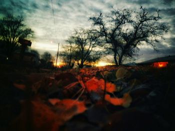 Close-up of silhouette trees against sky