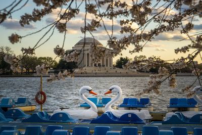 Swan pedal boat in tidal basin during sunset
