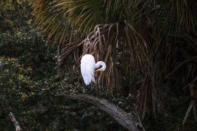 Great white egret wading bird perched on a tree in swamp of myakka river state park in sarasota